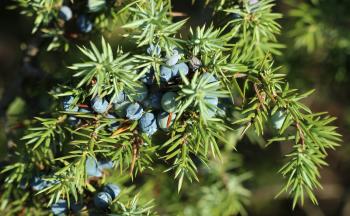 Høste mat fra norsk natur